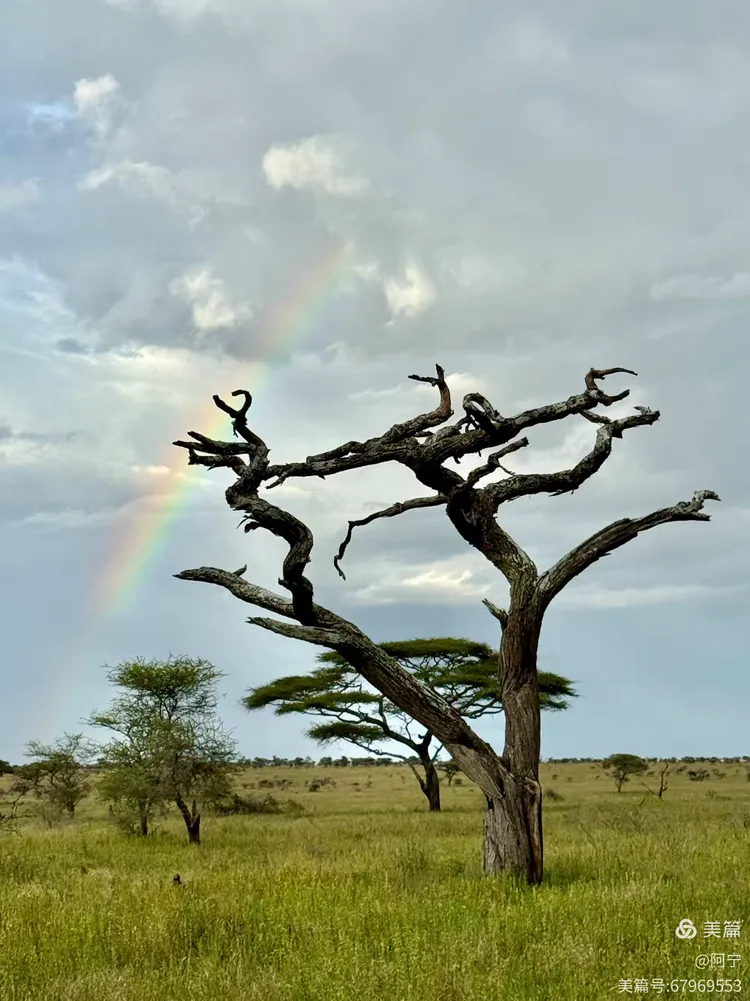 塞伦盖蒂上的珍珠婚